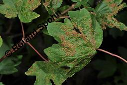 Feld-Ahorn, Maßholder, Acer campestre, Acer campestre, Feld-Ahorn, Maßholder, Aceraceae, Galle, Blattgallen durch Gallmilbe Aceria cephalonea Kauf von 01248_acer_campestre_dsc_5498.jpg