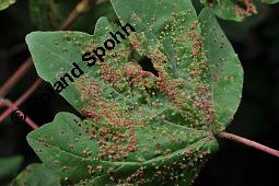 Feld-Ahorn, Maßholder, Acer campestre, Acer campestre, Feld-Ahorn, Maßholder, Aceraceae, Galle, Blattgallen durch Gallmilbe Aceria cephalonea Kauf von 01248_acer_campestre_dsc_5499.jpg