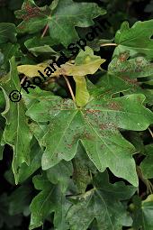 Feld-Ahorn, Maßholder, Acer campestre, Acer campestre, Feld-Ahorn, Maßholder, Aceraceae, Galle, Blattgallen durch Gallmilbe Aceria cephalonea Kauf von 01248_acer_campestre_dsc_6202.jpg