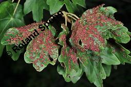 Feld-Ahorn, Maßholder, Acer campestre, Acer campestre, Feld-Ahorn, Maßholder, Aceraceae, Galle, Blattgallen durch Gallmilbe Aceria cephalonea Kauf von 01248_acer_campestre_dsc_6203.jpg