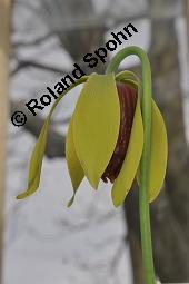 Kobrapflanze, Kobralilie, Darlingtonie, Darlingtonia californica, Darlingtonia californica, Kobrapflanze, Kobralilie, Darlingtonie, Sarraceniaceae, Blatt Kauf von 01261_darlingtonia_californica_dsc_0866.jpg