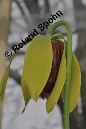 Kobrapflanze, Kobralilie, Darlingtonie, Darlingtonia californica, Darlingtonia californica, Kobrapflanze, Kobralilie, Darlingtonie, Sarraceniaceae, Blatt Kauf von 01261_darlingtonia_californica_dsc_0867.jpg