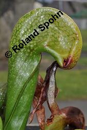 Kobrapflanze, Kobralilie, Darlingtonie, Darlingtonia californica, Darlingtonia californica, Kobrapflanze, Kobralilie, Darlingtonie, Sarraceniaceae, Blatt Kauf von 01261_darlingtonia_californica_dsc_0869.jpg