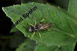 Ross-Minze, Langblättrige Minze, Mentha longifolia, Mentha sylvestris, Mentha longifolia, Mentha sylvestris, Ross-Minze, Langblättrige Minze, Lamiaceae, mit Schmetterling Kauf von 01271_mentha_longifolia_dsc_3518.jpg