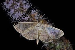 Ross-Minze, Langblättrige Minze, Mentha longifolia, Mentha sylvestris, Mentha longifolia, Mentha sylvestris, Ross-Minze, Langblättrige Minze, Lamiaceae, mit Schmetterling Kauf von 01271_mentha_longifolia_dsc_3549.jpg