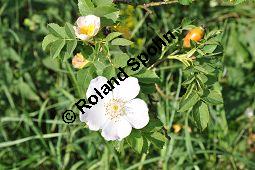 Hunds-Rose, Wild-Rose, Rosa canina, Rosa canina, Hunds-Rose, Wild-Rose, Rosaceae, Blühend Kauf von 01287_rosa_canina_dsc_0231.jpg