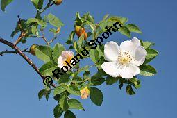 Hunds-Rose, Wild-Rose, Rosa canina, Rosa canina, Hunds-Rose, Wild-Rose, Rosaceae, Blühend Kauf von 01287_rosa_canina_dsc_0232.jpg