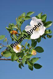 Hunds-Rose, Wild-Rose, Rosa canina, Rosa canina, Hunds-Rose, Wild-Rose, Rosaceae, Blühend Kauf von 01287_rosa_canina_dsc_0233.jpg