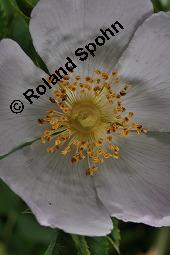 Hunds-Rose, Wild-Rose, Rosa canina, Rosa canina, Hunds-Rose, Wild-Rose, Rosaceae, Blühend Kauf von 01287_rosa_canina_dsc_4449.jpg