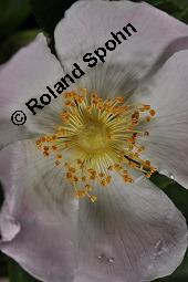 Hunds-Rose, Wild-Rose, Rosa canina, Rosa canina, Hunds-Rose, Wild-Rose, Rosaceae, Blühend Kauf von 01287_rosa_canina_dsc_4450.jpg