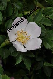Hunds-Rose, Wild-Rose, Rosa canina, Rosa canina, Hunds-Rose, Wild-Rose, Rosaceae, Blühend Kauf von 01287_rosa_canina_dsc_4451.jpg