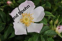 Hunds-Rose, Wild-Rose, Rosa canina, Rosa canina, Hunds-Rose, Wild-Rose, Rosaceae, Blühend Kauf von 01287_rosa_canina_dsc_4452.jpg