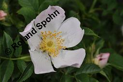 Hunds-Rose, Wild-Rose, Rosa canina, Rosa canina, Hunds-Rose, Wild-Rose, Rosaceae, Blühend Kauf von 01287_rosa_canina_dsc_4453.jpg