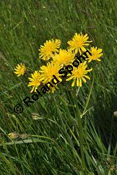Wiesen-Pippau, Crepis biennis, Cichoriaceae, Crepis biennis, Wiesen-Pippau, Blühend Kauf von 01309_crepis_biennis_dsc_3817.jpg