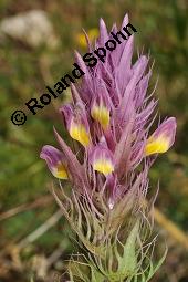 Acker-Wachtelweizen, Melampyrum arvense, Melampyrum arvense, Acker-Wachtelweizen, Scrophulariaceae/Orobanchaceae, Blühend, mit Ameise Formica pratensis Wiesen-Waldameise an extraflorale Nektarien Kauf von 01315_melampyrum_arvense_dsc_5422.jpg