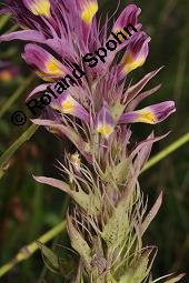Acker-Wachtelweizen, Melampyrum arvense, Melampyrum arvense, Acker-Wachtelweizen, Scrophulariaceae/Orobanchaceae, Blühend, mit Ameise Formica pratensis Wiesen-Waldameise an extraflorale Nektarien Kauf von 01315_melampyrum_arvense_dsc_5429.jpg