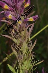 Acker-Wachtelweizen, Melampyrum arvense, Melampyrum arvense, Acker-Wachtelweizen, Scrophulariaceae/Orobanchaceae, Blühend, mit Ameise Formica pratensis Wiesen-Waldameise an extraflorale Nektarien Kauf von 01315_melampyrum_arvense_dsc_5430.jpg