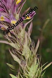 Acker-Wachtelweizen, Melampyrum arvense, Melampyrum arvense, Acker-Wachtelweizen, Scrophulariaceae/Orobanchaceae, Blühend, mit Ameise Formica pratensis Wiesen-Waldameise an extraflorale Nektarien Kauf von 01315_melampyrum_arvense_dsc_5431.jpg