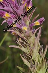 Acker-Wachtelweizen, Melampyrum arvense, Melampyrum arvense, Acker-Wachtelweizen, Scrophulariaceae/Orobanchaceae, Blühend, mit Ameise Formica pratensis Wiesen-Waldameise an extraflorale Nektarien Kauf von 01315_melampyrum_arvense_dsc_5432.jpg