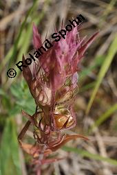 Acker-Wachtelweizen, Melampyrum arvense, Melampyrum arvense, Acker-Wachtelweizen, Scrophulariaceae/Orobanchaceae, Blühend, mit Ameise Formica pratensis Wiesen-Waldameise an extraflorale Nektarien Kauf von 01315_melampyrum_arvense_dsc_5447.jpg