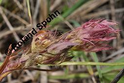 Acker-Wachtelweizen, Melampyrum arvense, Melampyrum arvense, Acker-Wachtelweizen, Scrophulariaceae/Orobanchaceae, Blühend, mit Ameise Formica pratensis Wiesen-Waldameise an extraflorale Nektarien Kauf von 01315_melampyrum_arvense_dsc_5448.jpg