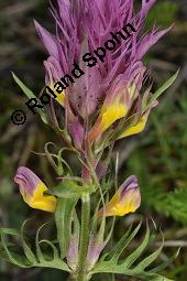 Acker-Wachtelweizen, Melampyrum arvense, Melampyrum arvense, Acker-Wachtelweizen, Scrophulariaceae/Orobanchaceae, Blühend, mit Ameise Formica pratensis Wiesen-Waldameise an extraflorale Nektarien Kauf von 01315_melampyrum_arvense_dsc_5454.jpg