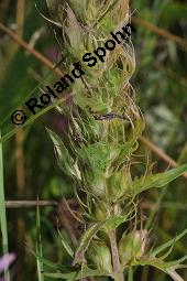 Acker-Wachtelweizen, Melampyrum arvense, Melampyrum arvense, Acker-Wachtelweizen, Scrophulariaceae/Orobanchaceae, Blühend, mit Ameise Formica pratensis Wiesen-Waldameise an extraflorale Nektarien Kauf von 01315_melampyrum_arvense_dsc_5536.jpg