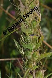 Acker-Wachtelweizen, Melampyrum arvense, Melampyrum arvense, Acker-Wachtelweizen, Scrophulariaceae/Orobanchaceae, Blühend, mit Ameise Formica pratensis Wiesen-Waldameise an extraflorale Nektarien Kauf von 01315_melampyrum_arvense_dsc_5537.jpg