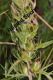 Acker-Wachtelweizen, Melampyrum arvense, Melampyrum arvense, Acker-Wachtelweizen, Scrophulariaceae/Orobanchaceae, Blühend, mit Ameise Formica pratensis Wiesen-Waldameise an extraflorale Nektarien Kauf von 01315_melampyrum_arvense_dsc_5538.jpg