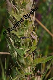 Acker-Wachtelweizen, Melampyrum arvense, Melampyrum arvense, Acker-Wachtelweizen, Scrophulariaceae/Orobanchaceae, Blühend, mit Ameise Formica pratensis Wiesen-Waldameise an extraflorale Nektarien Kauf von 01315_melampyrum_arvense_dsc_5539.jpg