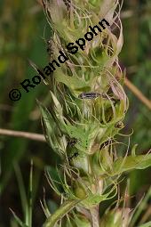 Acker-Wachtelweizen, Melampyrum arvense, Melampyrum arvense, Acker-Wachtelweizen, Scrophulariaceae/Orobanchaceae, Blühend, mit Ameise Formica pratensis Wiesen-Waldameise an extraflorale Nektarien Kauf von 01315_melampyrum_arvense_dsc_5541.jpg