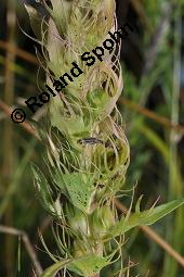 Acker-Wachtelweizen, Melampyrum arvense, Melampyrum arvense, Acker-Wachtelweizen, Scrophulariaceae/Orobanchaceae, Blühend, mit Ameise Formica pratensis Wiesen-Waldameise an extraflorale Nektarien Kauf von 01315_melampyrum_arvense_dsc_5543.jpg