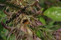 Acker-Wachtelweizen, Melampyrum arvense, Melampyrum arvense, Acker-Wachtelweizen, Scrophulariaceae/Orobanchaceae, Blühend, mit Ameise Formica pratensis Wiesen-Waldameise an extraflorale Nektarien Kauf von 01315_melampyrum_arvense_dsc_5545.jpg