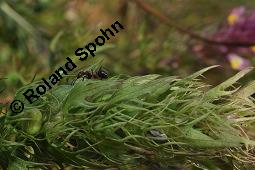 Acker-Wachtelweizen, Melampyrum arvense, Melampyrum arvense, Acker-Wachtelweizen, Scrophulariaceae/Orobanchaceae, Blühend, mit Ameise Formica pratensis Wiesen-Waldameise an extraflorale Nektarien Kauf von 01315_melampyrum_arvense_dsc_5552.jpg