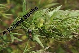 Acker-Wachtelweizen, Melampyrum arvense, Melampyrum arvense, Acker-Wachtelweizen, Scrophulariaceae/Orobanchaceae, Blühend, mit Ameise Formica pratensis Wiesen-Waldameise an extraflorale Nektarien Kauf von 01315_melampyrum_arvense_dsc_5553.jpg