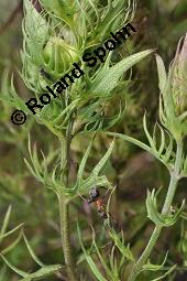 Acker-Wachtelweizen, Melampyrum arvense, Melampyrum arvense, Acker-Wachtelweizen, Scrophulariaceae/Orobanchaceae, Blühend, mit Ameise Formica pratensis Wiesen-Waldameise an extraflorale Nektarien Kauf von 01315_melampyrum_arvense_dsc_5554.jpg