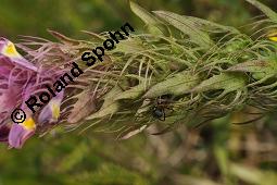 Acker-Wachtelweizen, Melampyrum arvense, Melampyrum arvense, Acker-Wachtelweizen, Scrophulariaceae/Orobanchaceae, Blühend, mit Ameise Formica pratensis Wiesen-Waldameise an extraflorale Nektarien Kauf von 01315_melampyrum_arvense_dsc_5555.jpg