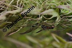 Acker-Wachtelweizen, Melampyrum arvense, Melampyrum arvense, Acker-Wachtelweizen, Scrophulariaceae/Orobanchaceae, Blühend, mit Ameise Formica pratensis Wiesen-Waldameise an extraflorale Nektarien Kauf von 01315_melampyrum_arvense_dsc_5556.jpg