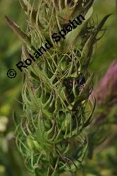 Acker-Wachtelweizen, Melampyrum arvense, Melampyrum arvense, Acker-Wachtelweizen, Scrophulariaceae/Orobanchaceae, Blühend, mit Ameise Formica pratensis Wiesen-Waldameise an extraflorale Nektarien Kauf von 01315_melampyrum_arvense_dsc_5557.jpg