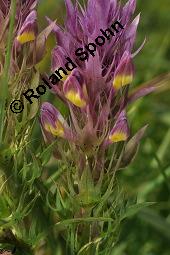 Acker-Wachtelweizen, Melampyrum arvense, Melampyrum arvense, Acker-Wachtelweizen, Scrophulariaceae/Orobanchaceae, Blühend, mit Ameise Formica pratensis Wiesen-Waldameise an extraflorale Nektarien Kauf von 01315_melampyrum_arvense_dsc_5579.jpg