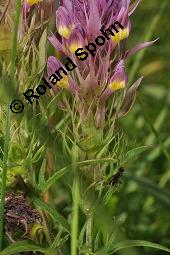 Acker-Wachtelweizen, Melampyrum arvense, Melampyrum arvense, Acker-Wachtelweizen, Scrophulariaceae/Orobanchaceae, Blühend, mit Ameise Formica pratensis Wiesen-Waldameise an extraflorale Nektarien Kauf von 01315_melampyrum_arvense_dsc_5580.jpg