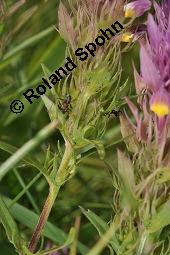 Acker-Wachtelweizen, Melampyrum arvense, Melampyrum arvense, Acker-Wachtelweizen, Scrophulariaceae/Orobanchaceae, Blühend, mit Ameise Formica pratensis Wiesen-Waldameise an extraflorale Nektarien Kauf von 01315_melampyrum_arvense_dsc_5581.jpg