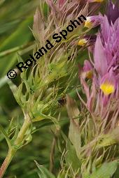 Acker-Wachtelweizen, Melampyrum arvense, Melampyrum arvense, Acker-Wachtelweizen, Scrophulariaceae/Orobanchaceae, Blühend, mit Ameise Formica pratensis Wiesen-Waldameise an extraflorale Nektarien Kauf von 01315_melampyrum_arvense_dsc_5582.jpg