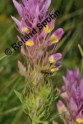 Acker-Wachtelweizen, Melampyrum arvense, Melampyrum arvense, Acker-Wachtelweizen, Scrophulariaceae/Orobanchaceae, Blühend, mit Ameise Formica pratensis Wiesen-Waldameise an extraflorale Nektarien Kauf von 01315_melampyrum_arvense_dsc_5583.jpg