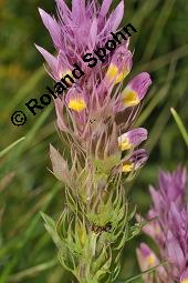 Acker-Wachtelweizen, Melampyrum arvense, Melampyrum arvense, Acker-Wachtelweizen, Scrophulariaceae/Orobanchaceae, Blühend, mit Ameise Formica pratensis Wiesen-Waldameise an extraflorale Nektarien Kauf von 01315_melampyrum_arvense_dsc_5585.jpg
