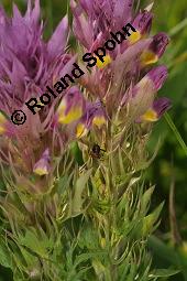 Acker-Wachtelweizen, Melampyrum arvense, Melampyrum arvense, Acker-Wachtelweizen, Scrophulariaceae/Orobanchaceae, Blühend, mit Ameise Formica pratensis Wiesen-Waldameise an extraflorale Nektarien Kauf von 01315_melampyrum_arvense_dsc_5588.jpg