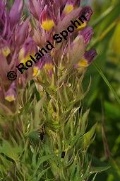 Acker-Wachtelweizen, Melampyrum arvense, Melampyrum arvense, Acker-Wachtelweizen, Scrophulariaceae/Orobanchaceae, Blühend, mit Ameise Formica pratensis Wiesen-Waldameise an extraflorale Nektarien Kauf von 01315_melampyrum_arvense_dsc_5589.jpg