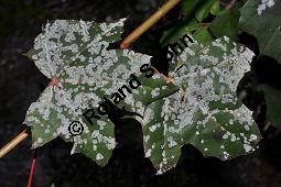 Spitz-Ahorn, Acer platanoides, Acer platanoides, Spitz-Ahorn, Aceraceae, mit Teerfleckenkrankheit, Blatt mit Teerfleckenkrankheit Rhytisma acerinum Kauf von 01339_acer_platanoides_dsc_0068.jpg