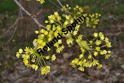Spitz-Ahorn, Acer platanoides, Acer platanoides, Spitz-Ahorn, Aceraceae, mit Teerfleckenkrankheit, Blatt mit Teerfleckenkrankheit Rhytisma acerinum Kauf von 01339_acer_platanoides_dsc_3421.jpg