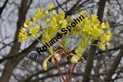 Spitz-Ahorn, Acer platanoides, Acer platanoides, Spitz-Ahorn, Aceraceae, mit Teerfleckenkrankheit, Blatt mit Teerfleckenkrankheit Rhytisma acerinum Kauf von 01339_acer_platanoides_dsc_3422.jpg